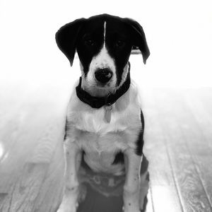 Meet your Posher, Gustavo